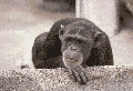 ani-ape.gif (21464 bytes)